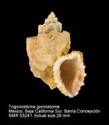 Trigonostoma goniostoma